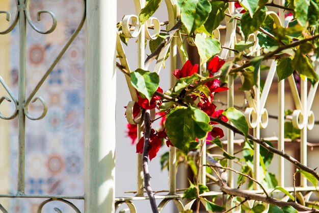 Foto primer plano de un árbol con flores