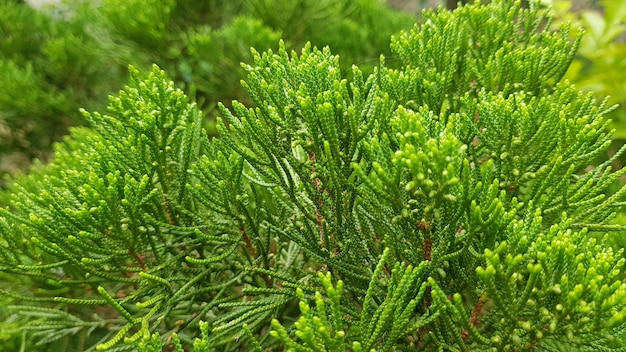 Un primer plano de un árbol con hojas verdes