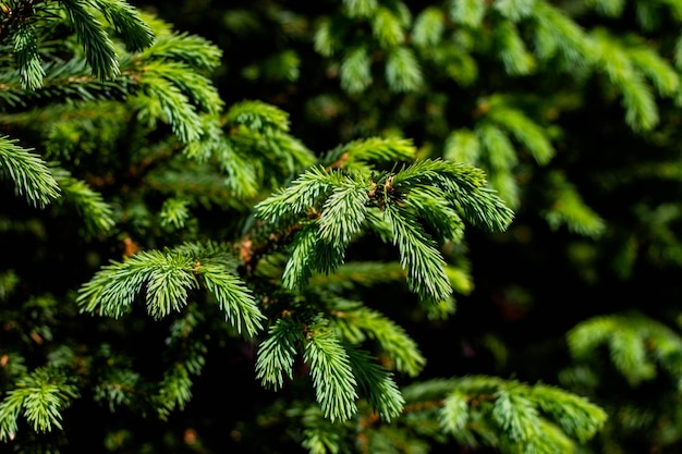 Foto un primer plano de un árbol con hojas verdes