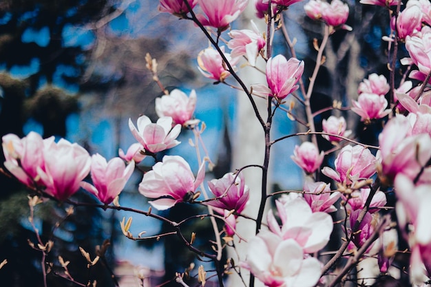 Un primer plano de un árbol de magnolia con la palabra magnolia