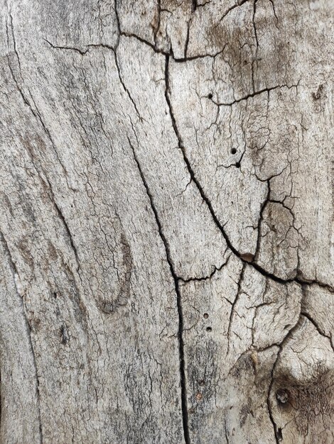 Foto un primer plano de un árbol muerto con una textura áspera.