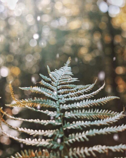 Primer plano del árbol de Navidad