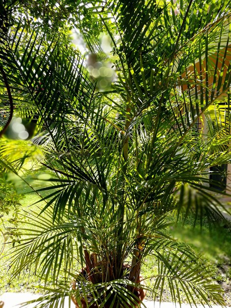 Foto primer plano del árbol de navidad