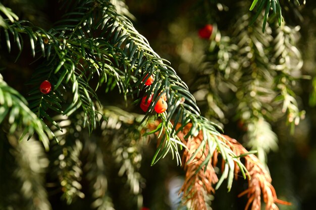 Primer plano del árbol de Navidad