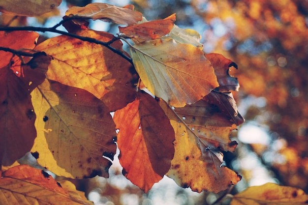 Primer plano del árbol durante el otoño