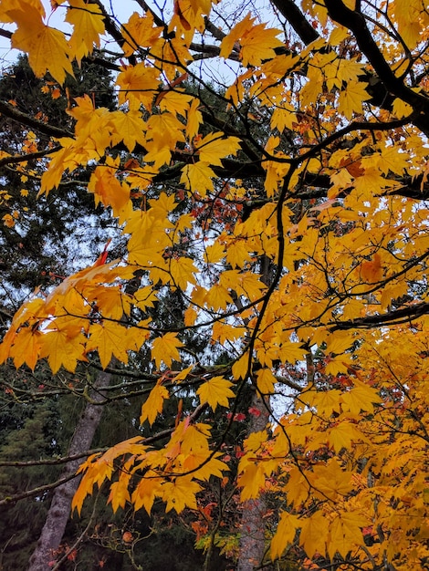 Foto primer plano del árbol durante el otoño