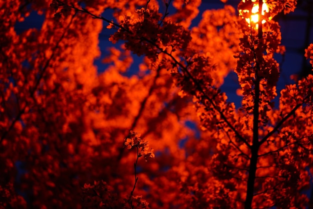 Foto primer plano de un árbol en el parque durante la puesta de sol