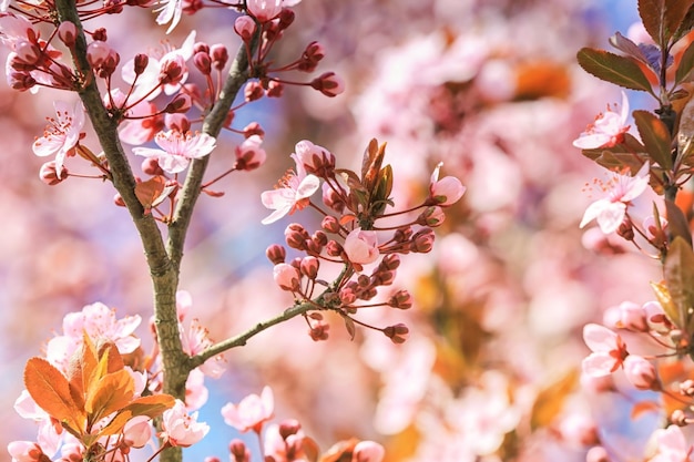 Primer plano de árbol de primavera floreciente