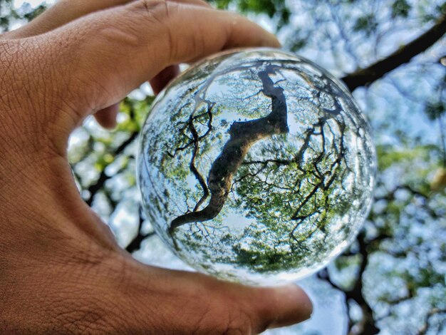 Foto primer plano de un árbol sostenido por la mano humana