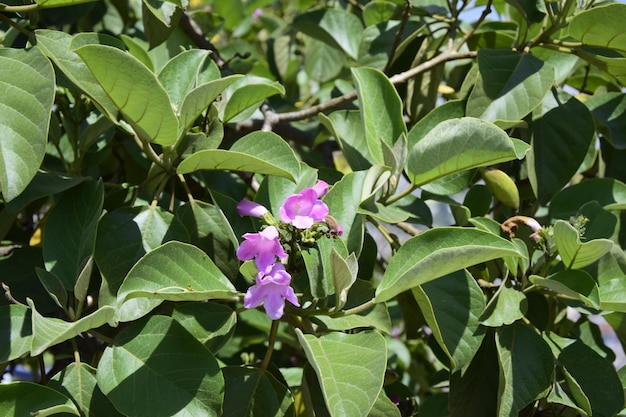 Primer plano de árbol verde floreciente Quito