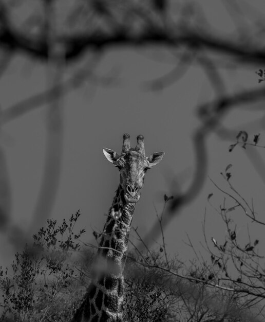 Foto primer plano del árbol