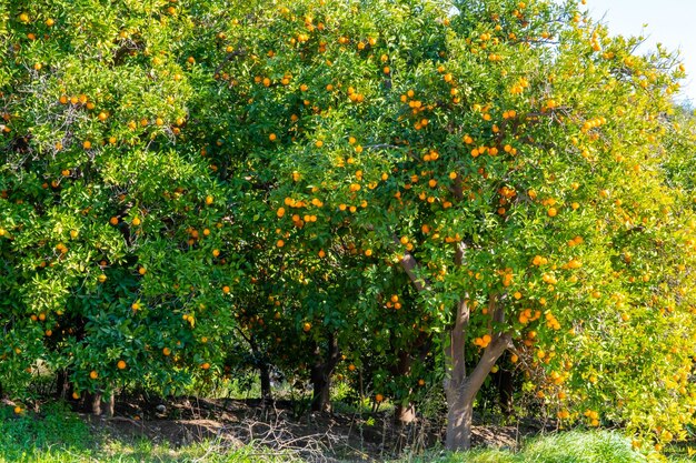 Foto primer plano del árbol