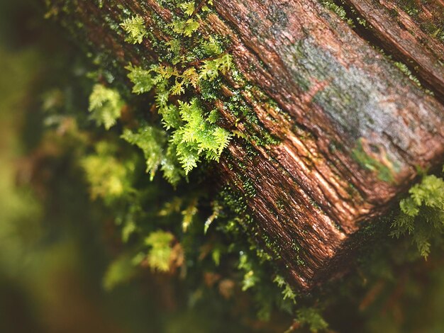 Foto primer plano del árbol