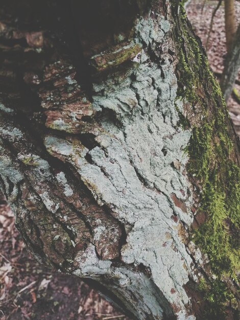 Foto primer plano del árbol