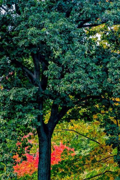 Foto primer plano del árbol