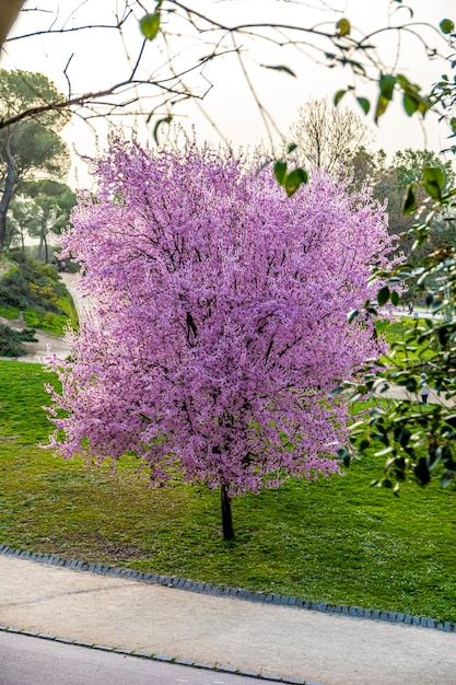 Foto primer plano del árbol