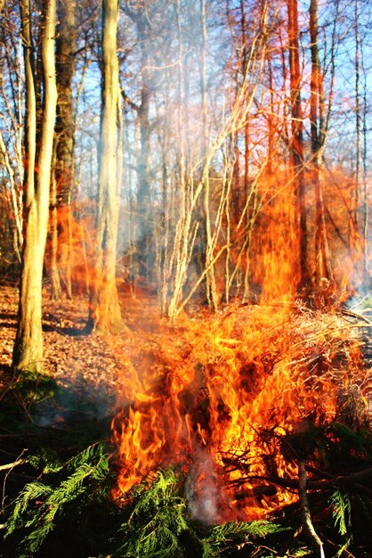 Primer plano de árboles desnudos en el bosque