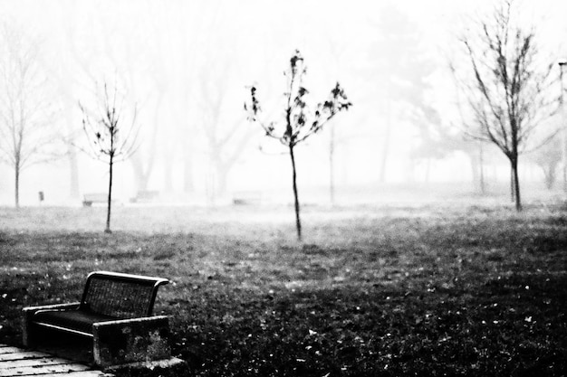 Foto primer plano de árboles desnudos en el campo contra el cielo