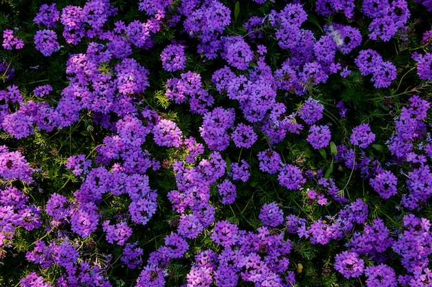 Primer plano de un arbusto con flores de color púrpura