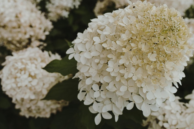 Primer plano de un arbusto de flores de hortensias blancas