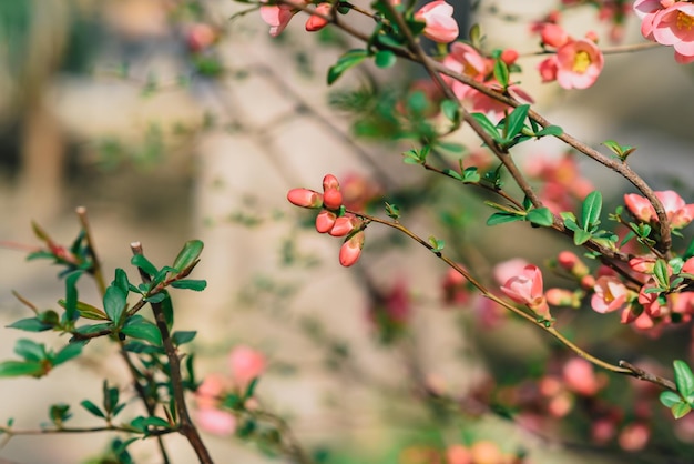 Un primer plano de un arbusto con flores rosas