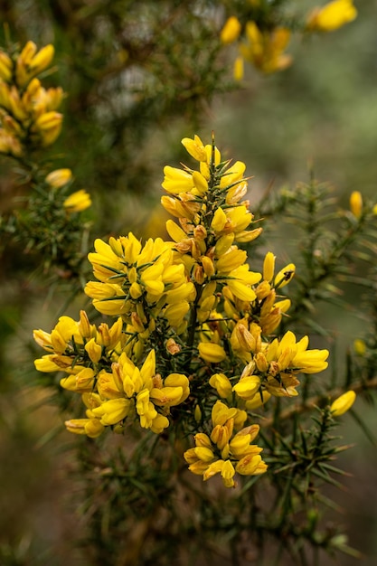 Un primer plano de un arbusto de flores de tojo amarillo