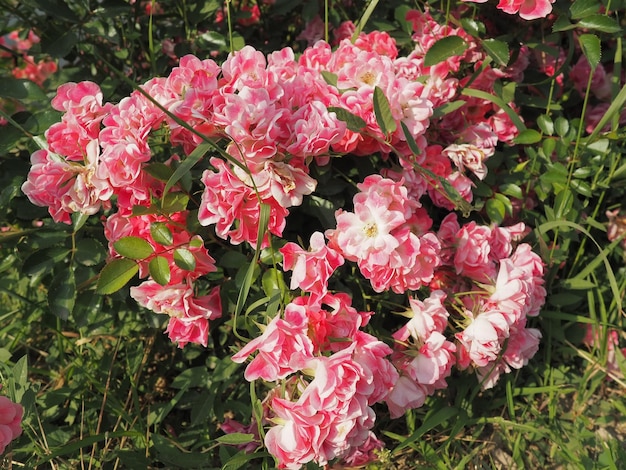 Primer plano de un arbusto de rosas rosadas en el jardín de verano bajo la luz del sol Rosas rosadas con muchos capullos flores abiertas Un macizo de flores en un parque una forma de decorar calles y paisajes