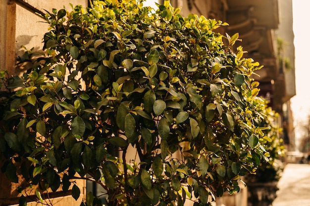 Primer plano de un arbusto verde de la calle decorativo bañado por la cálida luz del sol