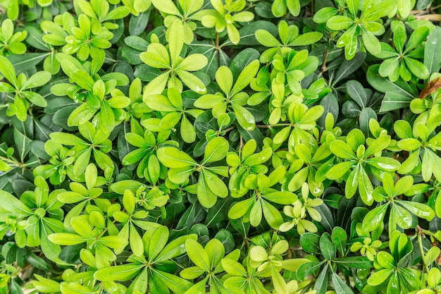 Primer plano de arbusto verde