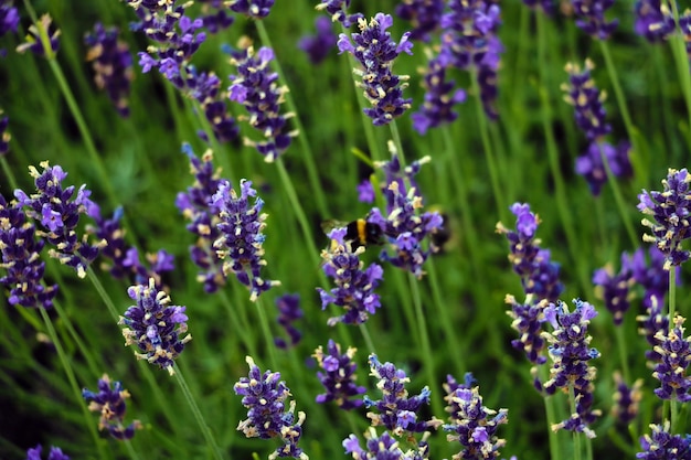 Primer plano de arbustos de lavanda al atardecer en la primavera