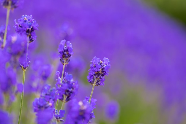 Primer plano de arbustos de lavanda Campo de lavanda púrpura hermosa lavanda inglesa floreciente