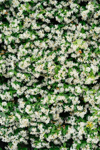 Primer plano de arbustos con pequeñas flores de jazmín.