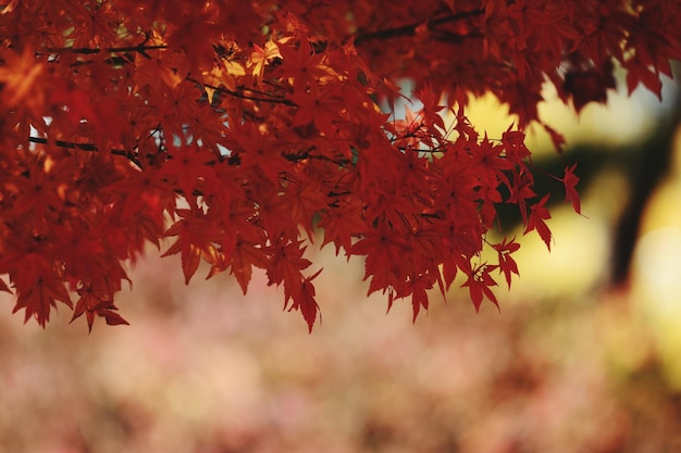 Un primer plano del arce en otoño