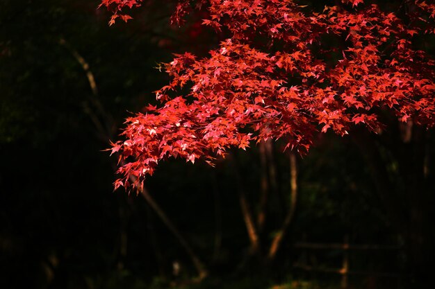 Foto primer plano de un arce en otoño