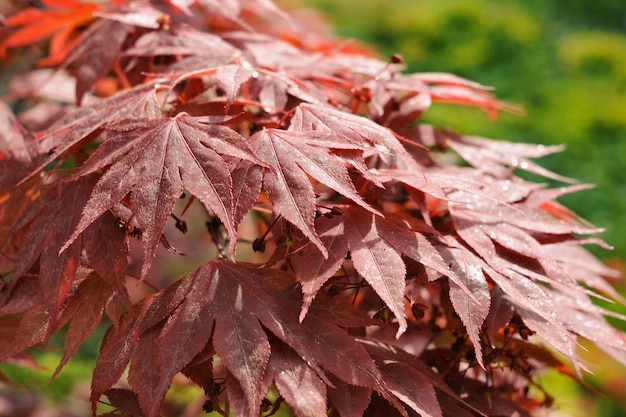 Primer plano de arce rojo japonés, se centran en las hojas delanteras