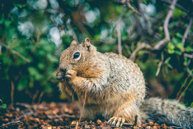 Primer plano de una ardilla al aire libre