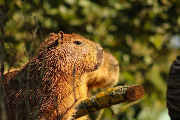 Primer plano de una ardilla en un árbol