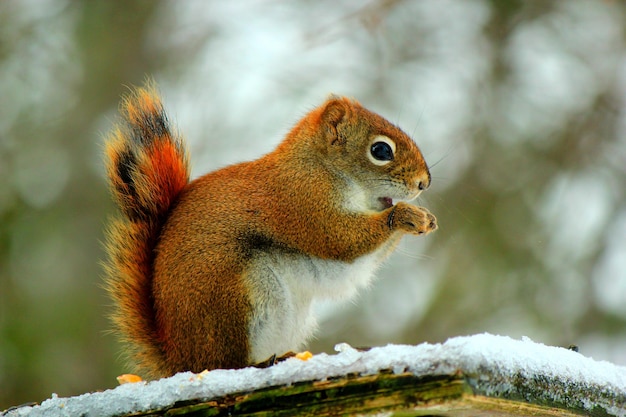 Primer plano de una ardilla en una barandilla cubierta de nieve