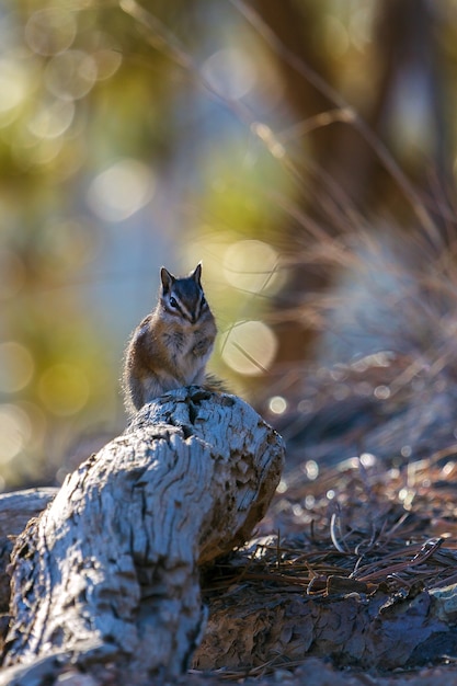 Primer plano de una ardilla en Bryce Canyon