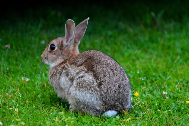 Primer plano de una ardilla en el campo
