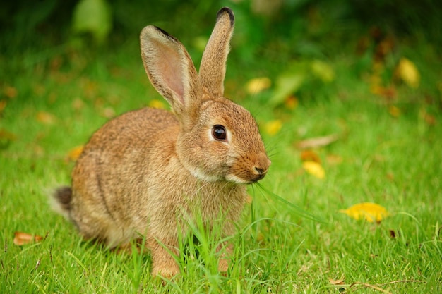 Primer plano de una ardilla en el campo