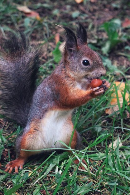 Primer plano de una ardilla comiendo hierba en el campo