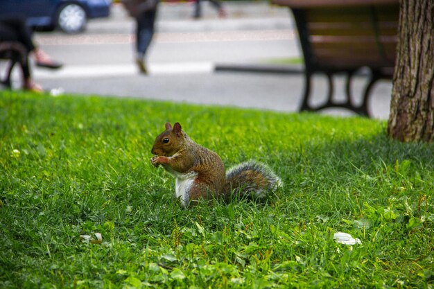 Foto un primer plano de una ardilla en la hierba