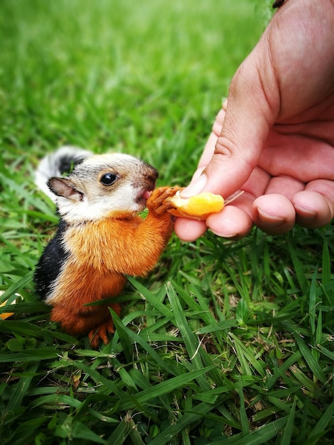 Foto primer plano de una ardilla con la mano en el campo