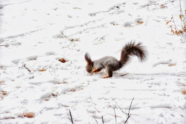 Primer plano de una ardilla en la nieve