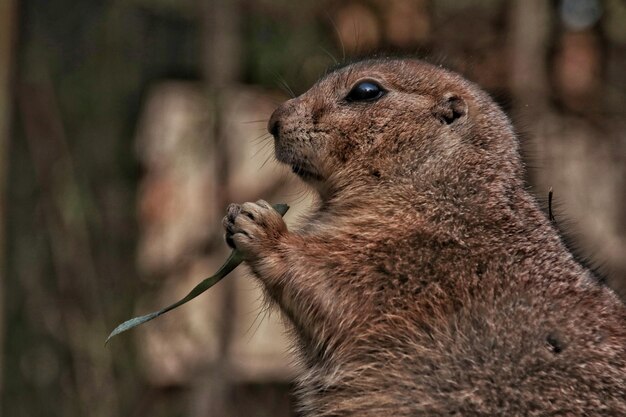 Foto primer plano de una ardilla en una roca