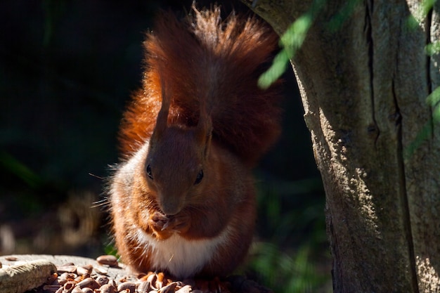 Primer plano de una ardilla roja euroasiática (sciurus vulgaris)