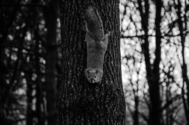 Primer plano de una ardilla en el tronco de un árbol en un bosque