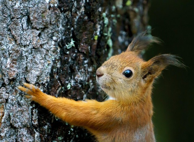 Foto primer plano de una ardilla en el tronco de un árbol