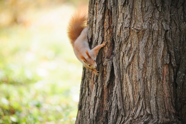 Primer plano de una ardilla en el tronco de un árbol